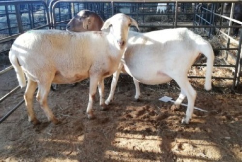 LOT 55 2 X MEATMASTER OOI J Afrika Meatmasters(PER PIECE TO TAKE THE LOT)