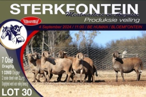 7X MEATMASTER PREGNANT EWE STERKFONTEIN MEATMASTERS