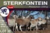 8X MEATMASTER PREGNANT EWE STERKFONTEIN MEATMASTERS - 3