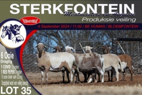 6X MEATMASTER PREGNANT EWE STERKFONTEIN MEATMASTERS