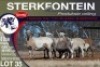 6X MEATMASTER PREGNANT EWE STERKFONTEIN MEATMASTERS