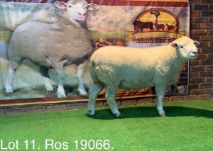 LOT 11 RAM : ROS 19 00 - W.H. OOSTHUIZEN