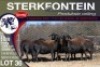 5X MEATMASTER PREGNANT EWE STERKFONTEIN MEATMASTERS - 4