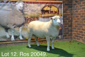 LOT 12 RAM : ROS 20 00 - W.H. OOSTHUIZEN