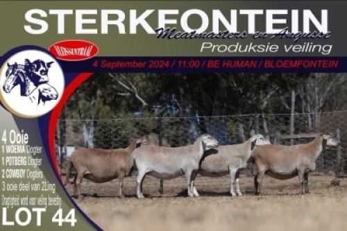 4X MEATMASTER EWE STERKFONTEIN MEATMASTERS