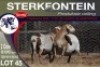 2X MEATMASTER EWE STERKFONTEIN MEATMASTERS - 2