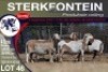 4X MEATMASTER PREGNANT EWE STERKFONTEIN MEATMASTERS - 2