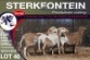 4X MEATMASTER PREGNANT EWE STERKFONTEIN MEATMASTERS - 3