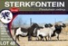 4X MEATMASTER PREGNANT EWE STERKFONTEIN MEATMASTERS - 3