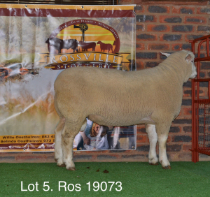 LOT 5 RAM : ROS 19 00 - W.H. OOSTHUIZEN