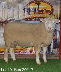 LOT 19 RAM : ROS 20 00 - W.H. OOSTHUIZEN