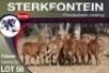 9X MEATMASTER EWE STERKFONTEIN MEATMASTERS - 2