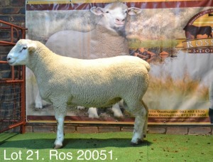 LOT 21 RAM : ROS 20 00 - W.H. OOSTHUIZEN  