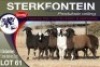 8X MEATMASTER EWE STERKFONTEIN MEATMASTERS - 3