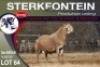 1X MEATMASTER RAM STERKFONTEIN MEATMASTERS - 2