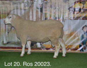 LOT 20 RAM : ROS 20 00 - W.H. OOSTHUIZEN 