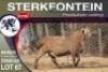 1X MEATMASTER RAM STERKFONTEIN MEATMASTERS - 2