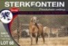 1X MEATMASTER RAM STERKFONTEIN MEATMASTERS - 3