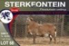 1X MEATMASTER RAM STERKFONTEIN MEATMASTERS - 4