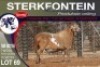 1X MEATMASTER RAM STERKFONTEIN MEATMASTERS - 3