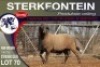 1X MEATMASTER RAM STERKFONTEIN MEATMASTERS - 2