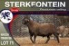 1X MEATMASTER RAM STERKFONTEIN MEATMASTERS