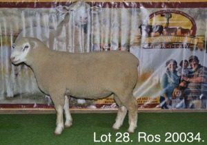 LOT 28 RAM : ROS 20 00 - W.H. OOSTHUIZEN 