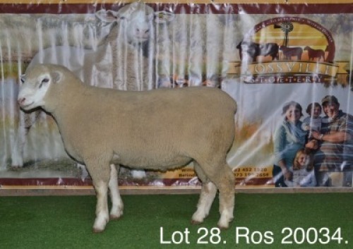 LOT 28 RAM : ROS 20 00 - W.H. OOSTHUIZEN&nbsp;