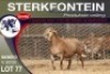 1X MEATMASTER RAM STERKFONTEIN MEATMASTERS