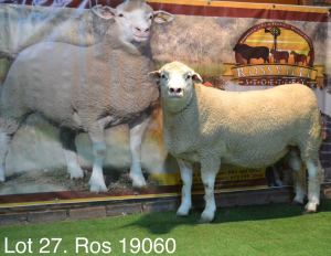 LOT 27 RAM : ROS 19 00 - W.H. OOSTHUIZEN