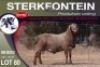 1X MEATMASTER RAM STERKFONTEIN MEATMASTERS - 2
