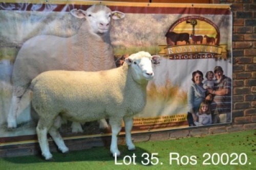 LOT 35 RAM : ROS 20 00 - W.H. OOSTHUIZEN&nbsp;