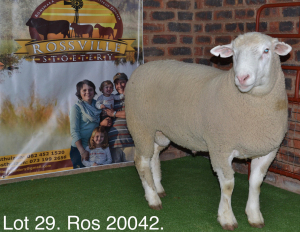 LOT 29 RAM : ROS 20 00 - W.H. OOSTHUIZEN