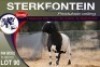 1X MEATMASTER RAM STERKFONTEIN MEATMASTERS - 4