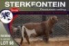 1X MEATMASTER RAM STERKFONTEIN MEATMASTERS - 2