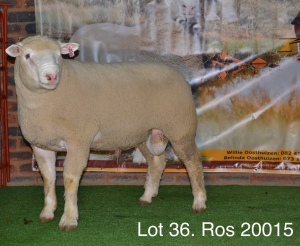 LOT 36 RAM : ROS 20 00 - W.H. OOSTHUIZEN