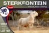 1X MEATMASTER RAM STERKFONTEIN MEATMASTERS - 2