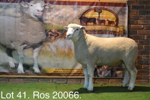 LOT 41 RAM : ROS 20 00 - W.H. OOSTHUIZEN