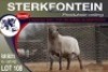 1X MEATMASTER RAM STERKFONTEIN MEATMASTERS