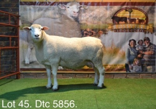 LOT 45 OOI : DTC 15 08 - W.H. OOSTHUIZEN