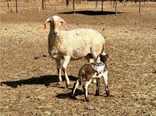 1+1X MEATMASTER NOT RECORDED EWE KAMEELFONTEIN MEATMASTERS