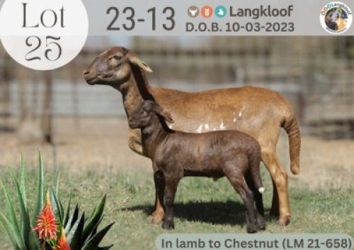 1+1X MEATMASTER RECORDED EWE LANGKLOOF GAME FARM