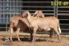 2X MEATMASTER OOI/EWE (Betaal per dier om lot te neem)