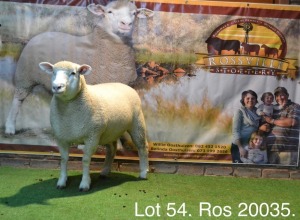 LOT 54 OOI : ROS 20 00 - W.H. OOSTHUIZEN