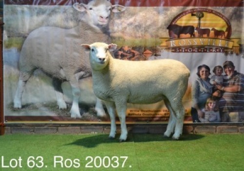 LOT 63 OOI : ROS 20 00 - W.H. OOSTHUIZEN