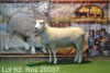 LOT 63 OOI : ROS 20 00 - W.H. OOSTHUIZEN - 2