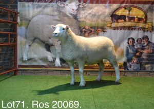 LOT 71 OOI : ROS 20 00 - W.H. OOSTHUIZEN