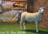 LOT 72 OOI : ROS 20 00 - W.H. OOSTHUIZEN