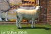 LOT 72 OOI : ROS 20 00 - W.H. OOSTHUIZEN - 2