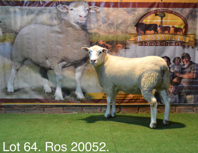 LOT 64 OOI : ROS 20 00 - W.H. OOSTHUIZEN